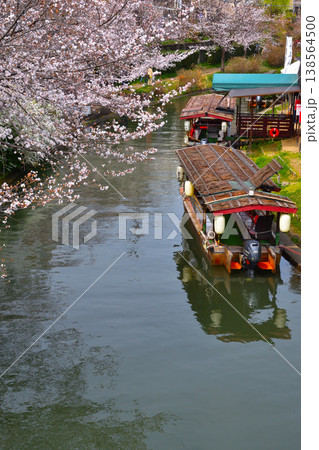 春　桜　京都　宇治川派流　十石舟 138564500