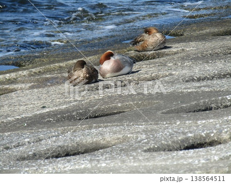 検見川浜に来た冬の渡り鳥ヒドリガモ 検見川浜に来た冬の渡り鳥ヒドリガモ 138564511
