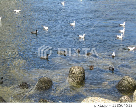 花見川河口に来た冬の渡り鳥ユリカモメと鵜 花見川河口に来た冬の渡り鳥ユリカモメと鵜 138564512