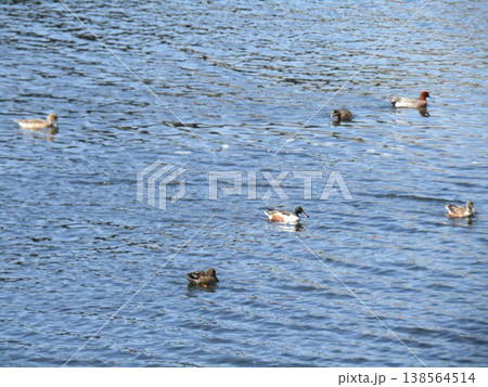 花見川河口に来た冬の渡り鳥ヒドリガモと鵜 138564514