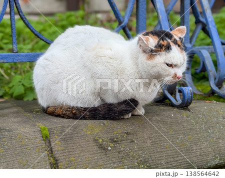 A calico cat with white and tricolor fur sits contemplatively on a mossy stone ledge, embodying the quiet presence of a domestic animal in an outdoor urban setting A calico cat with white and tricolor fur sits contemplatively on a mossy stone ledge, embodying the quiet presence of a domestic animal in an outdoor urban setting 138564642