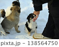 Woman hand petting a cute fluffy puppy outdoors on the snow in winter 138564750