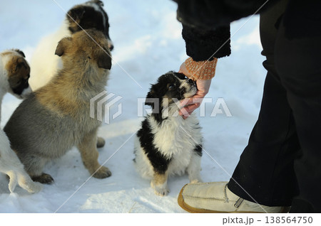Woman hand petting a cute fluffy puppy outdoors on the snow in winter Woman hand petting a cute fluffy puppy outdoors on the snow in winter 138564750