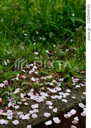 道路に散った桜の花びら・ピンク白い花弁・春の風情・草むら 138564830