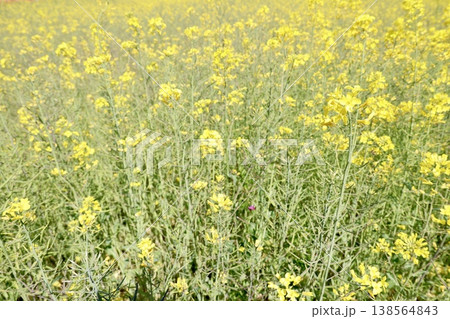 菜の花畑・一面の黄色い花・春の農風景・満開の菜の花 菜の花畑・一面の黄色い花・春の農風景・満開の菜の花 138564843