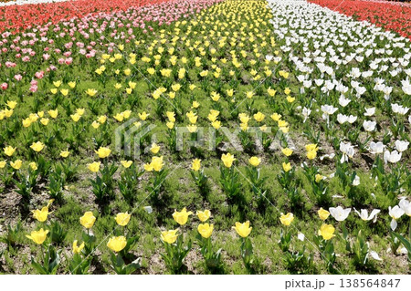 カラフルなチューリップが一面に咲いている花畑・赤・ピンク・黄色・白・春の風景 カラフルなチューリップが一面に咲いている花畑・赤・ピンク・黄色・白・春の風景 138564847