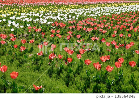カラフルなチューリップが一面に咲いている花畑・赤白黄色・春の風景 138564848