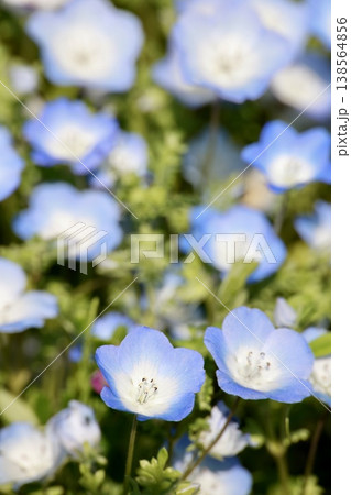 ネモフィラの花のクローズアップ・薄紫色と白・満開の背景素材 138564856