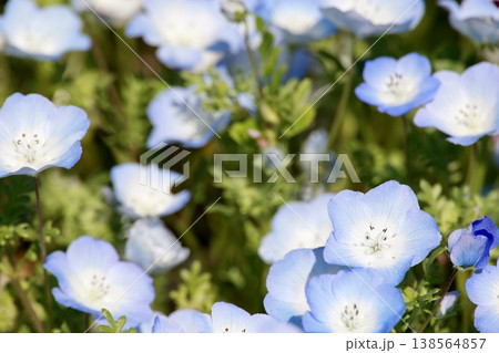 ネモフィラの花のクローズアップ・薄青色・満開・春の庭園風景 ネモフィラの花のクローズアップ・薄青色・満開・春の庭園風景 138564857