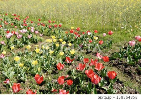 チューリップ畑と菜の花・カラフルな春の花々が咲く風景 チューリップ畑と菜の花・カラフルな春の花々が咲く風景 138564858