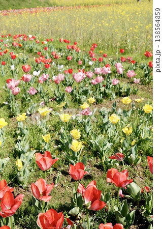 カラフルなチューリップ畑・春の花・菜の花の背景素材 カラフルなチューリップ畑・春の花・菜の花の背景素材 138564859