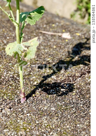 道路の亀裂に生えた植物の根元・強い生命力を示す緑の芽 138564861