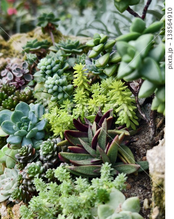 Textured flower and cactus arrangement for landscape gardens 138564910
