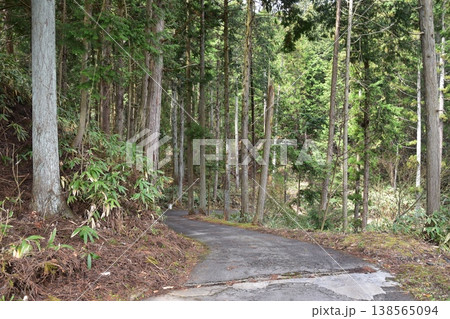 日本の岐阜県の高山市　城山公園へ向かう東山遊歩道の眺め　春の新緑と沢山の樹木 138565094