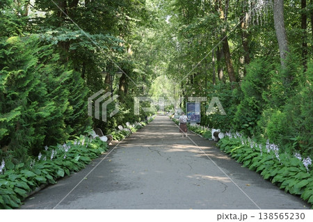 Peaceful botanical route with shaded vegetation and calming atmosphere 138565230