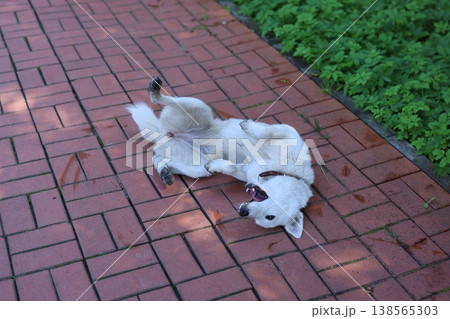 Relaxed white dog stretches peacefully on sunny patio tiles Relaxed white dog stretches peacefully on sunny patio tiles 138565303