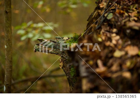 Enigmatic forest artifact hints at numerous seasons passed 138565365