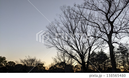 空と木 空と木 138565480
