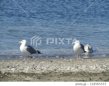 検見川浜の砂浜に留鳥のセグロカモメ 138565557