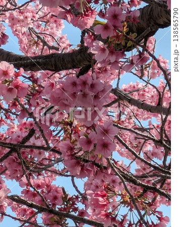 青空に映える満開の桜 【桜・春 素材】 138565790