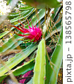 vibrant pink dragon fruit. Green leaves surround the fruit. Rich color contrasts with natural background. Ideal for health, exotic, or tropical themes 138565798