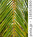 Tropical palm frond bathed in warm, golden light. Lush green veins contrast against sunlit edges. Nature's texture feels alive and untamed. Perfect for travel, nature, or tropical design themes 138565800