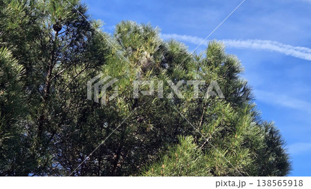Pine tree canopy against blue sky with sunlight and needles for nature background banner and wallpaper design Pine tree canopy against blue sky with sunlight and needles for nature background banner and wallpaper design 138565918