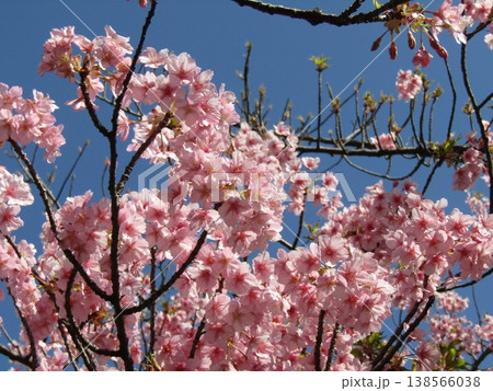 満開の稲毛海岸駅前河津桜 138566038