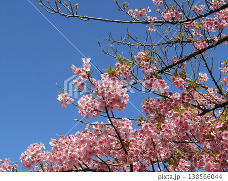満開の稲毛海岸駅前河津桜 138566044