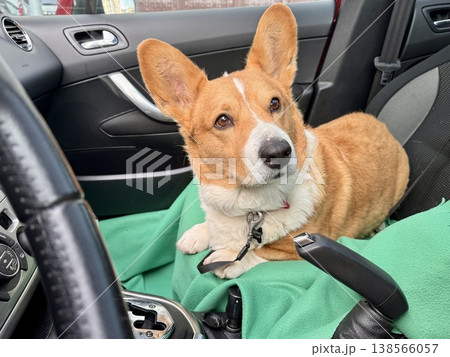 A beautiful red Welsh corgi in a passenger car A beautiful red Welsh corgi in a passenger car 138566057