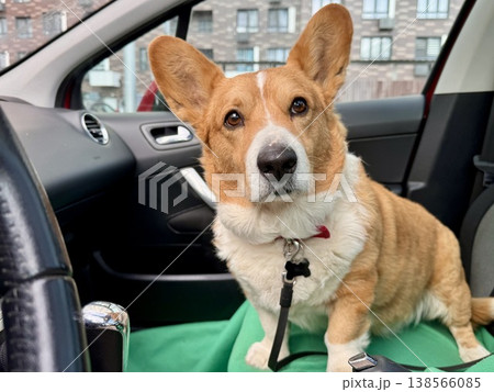 A beautiful red Welsh corgi in a passenger car A beautiful red Welsh corgi in a passenger car 138566085