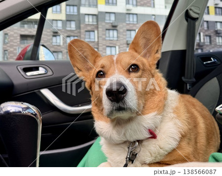 A beautiful red Welsh corgi in a passenger car A beautiful red Welsh corgi in a passenger car 138566087