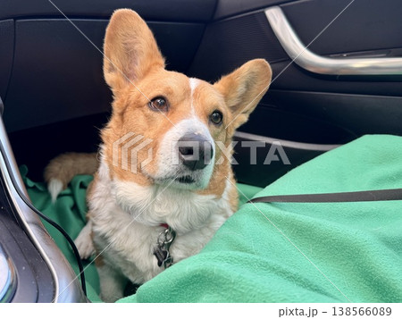 A beautiful red Welsh corgi in a passenger car A beautiful red Welsh corgi in a passenger car 138566089