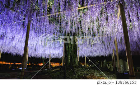 天王川公園(愛知県津島市)の藤の花 天王川公園(愛知県津島市)の藤の花 138566153
