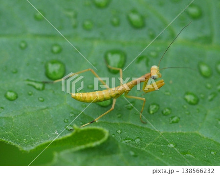 カマキリの子の生態写真 138566232