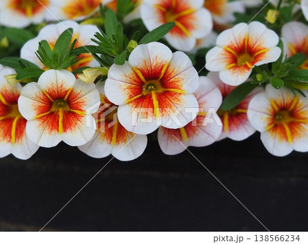 オレンジ色の絞り模様のペチュニアの花 138566234