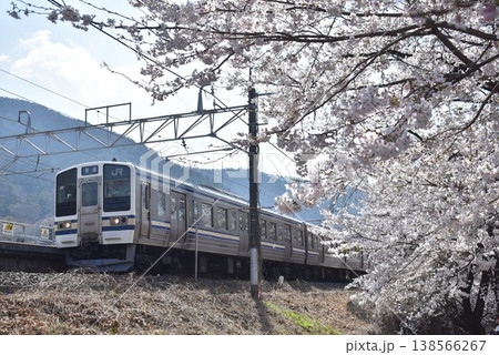211系横須賀色×桜 211系横須賀色×桜 138566267