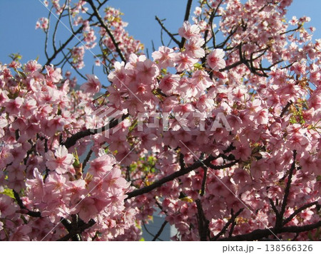 満開の稲毛海岸駅前河津桜 満開の稲毛海岸駅前河津桜 138566326