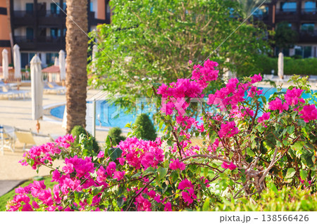 Bright red flowers and greenery throughout the resort Bright red flowers and greenery throughout the resort 138566426