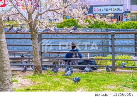 日本の東京都市景観 おしなり公園休憩所の脇に集まったハト。バッグの中に手…で集まったが、すぐに悲劇が 138566505