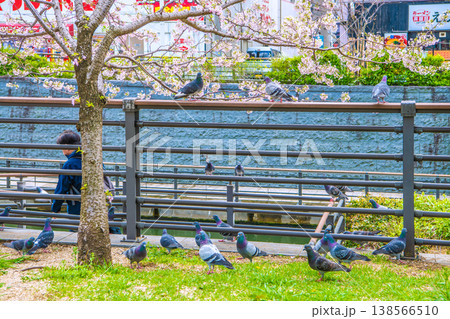 日本の東京都市景観 おしなり公園休憩所の脇に集まったハト。バッグの中に手…で集まったが、すぐに悲劇が 日本の東京都市景観 おしなり公園休憩所の脇に集まったハト。バッグの中に手…で集まったが、すぐに悲劇が 138566510