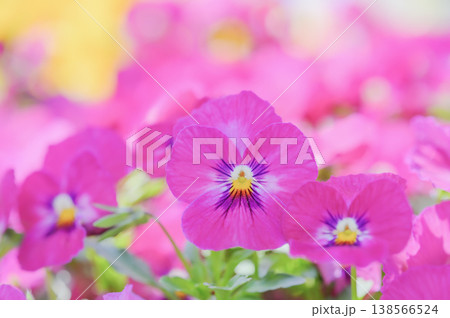 ピンクのパンジーのクローズアップ 春の花背景 ピンクのパンジーのクローズアップ 春の花背景 138566524