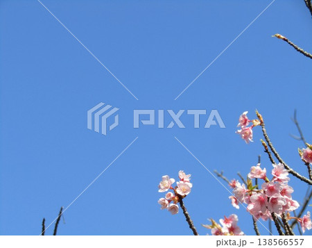 満開の稲毛海岸駅前河津桜 満開の稲毛海岸駅前河津桜 138566557