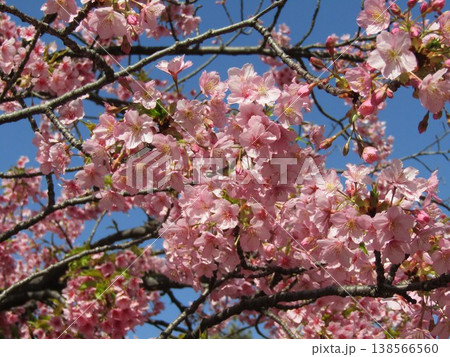 満開の稲毛海岸駅前河津桜 満開の稲毛海岸駅前河津桜 138566560