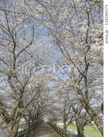 光降り注ぐ桜の天蓋、春を歩く至福の散歩道 光降り注ぐ桜の天蓋、春を歩く至福の散歩道 138566573