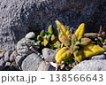 岩場に自生する海浜植物のツルナ(神奈川県真鶴港) 岩場に自生する海浜植物のツルナ(神奈川県真鶴港) 138566643