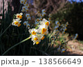 冬の真鶴に咲く、満開の日本水仙(神奈川県) 冬の真鶴に咲く、満開の日本水仙(神奈川県) 138566649