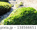 岩肌を覆う鮮やかな緑色の苔(神奈川県真鶴岬) 岩肌を覆う鮮やかな緑色の苔(神奈川県真鶴岬) 138566651