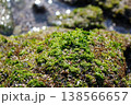 真鶴岬の海岸に自生する鮮やかな緑の苔と磯の質感 真鶴岬の海岸に自生する鮮やかな緑の苔と磯の質感 138566657
