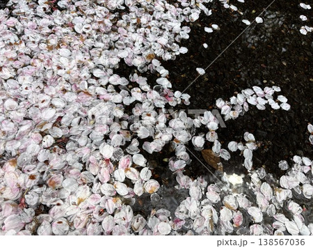 散った桜の花びらが水たまりに浮かぶ光景 散った桜の花びらが水たまりに浮かぶ光景 138567036